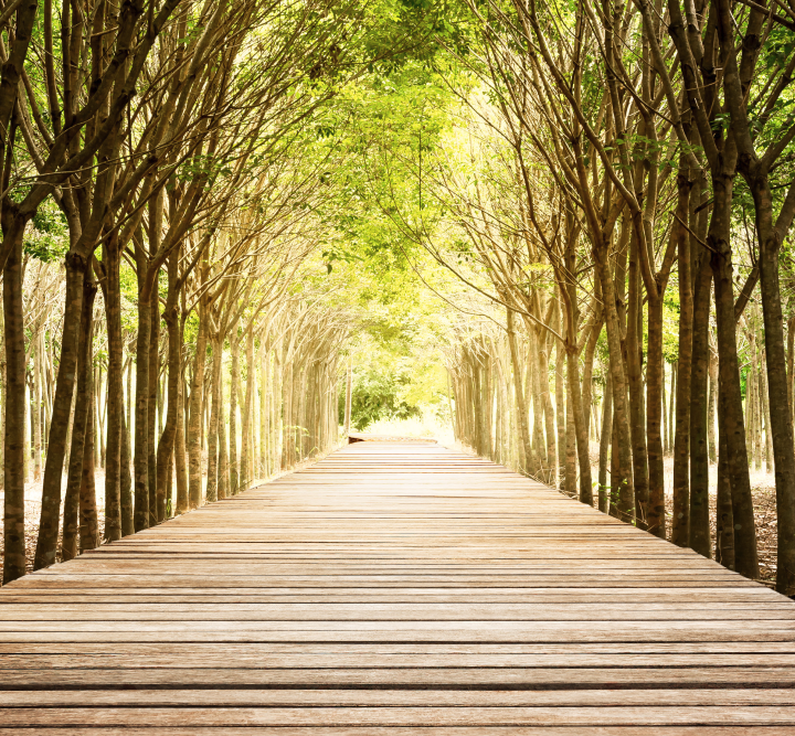 walk between rubber trees